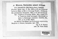 Exoascus crataegi image